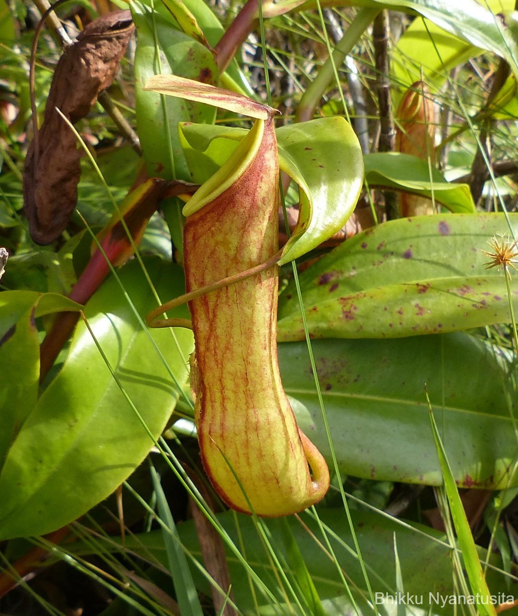 Nepenthes distillatoria L.